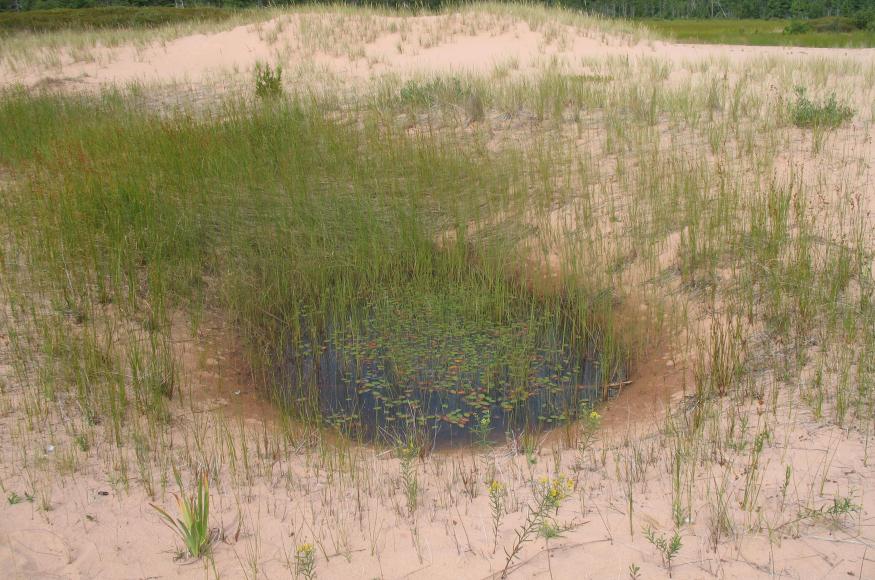 Wet spot at Apostle Islands Nat. Lakeshore. Image: P. Burkman.