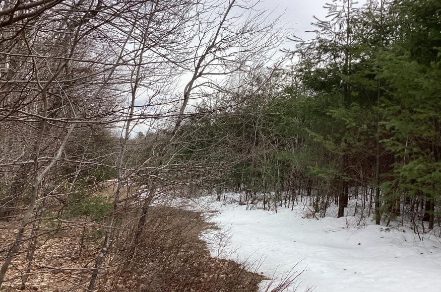 Old-field habitat