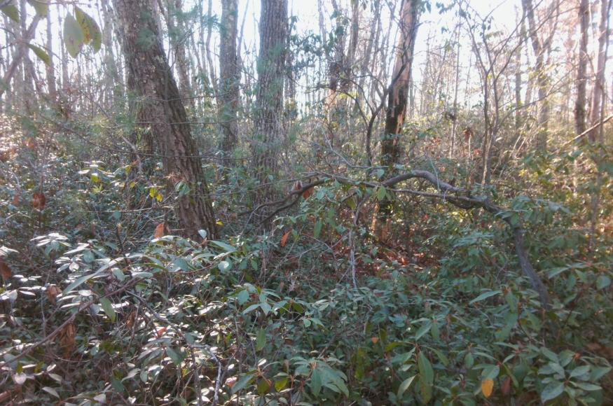 Close up view of many leaves in a forest thicket