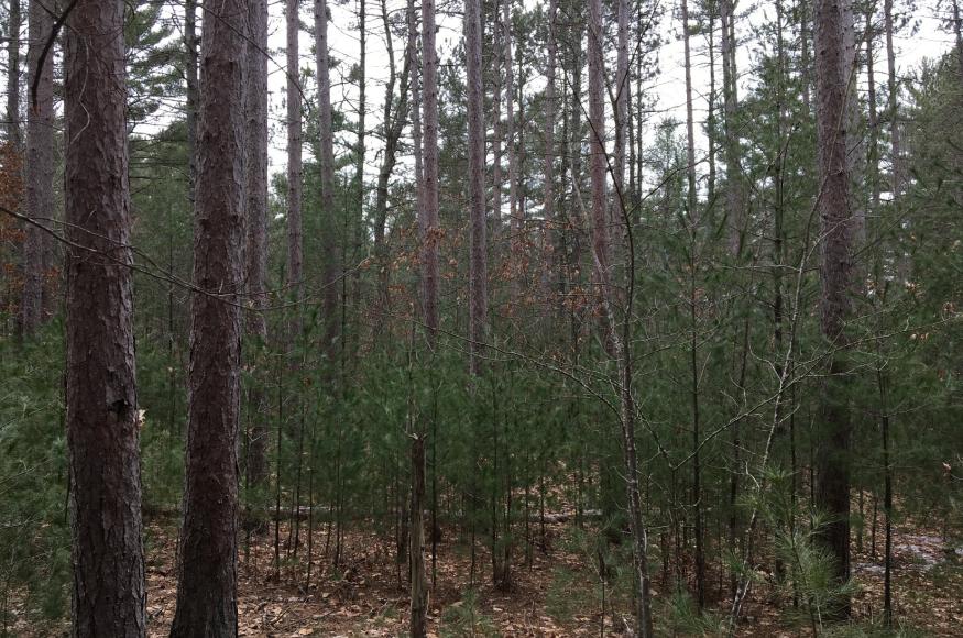 Dark forest with many green plants in the foreground