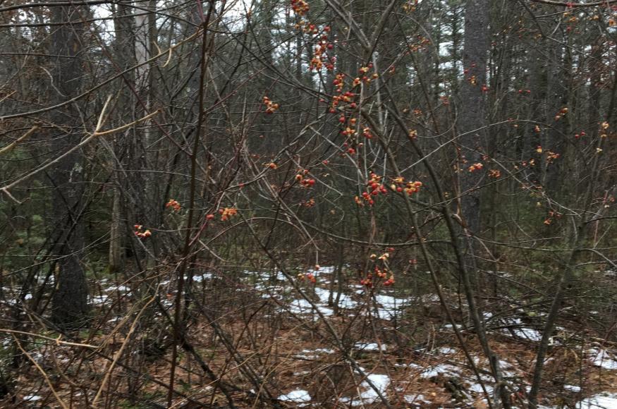 Forest with snow on the ground in patches
