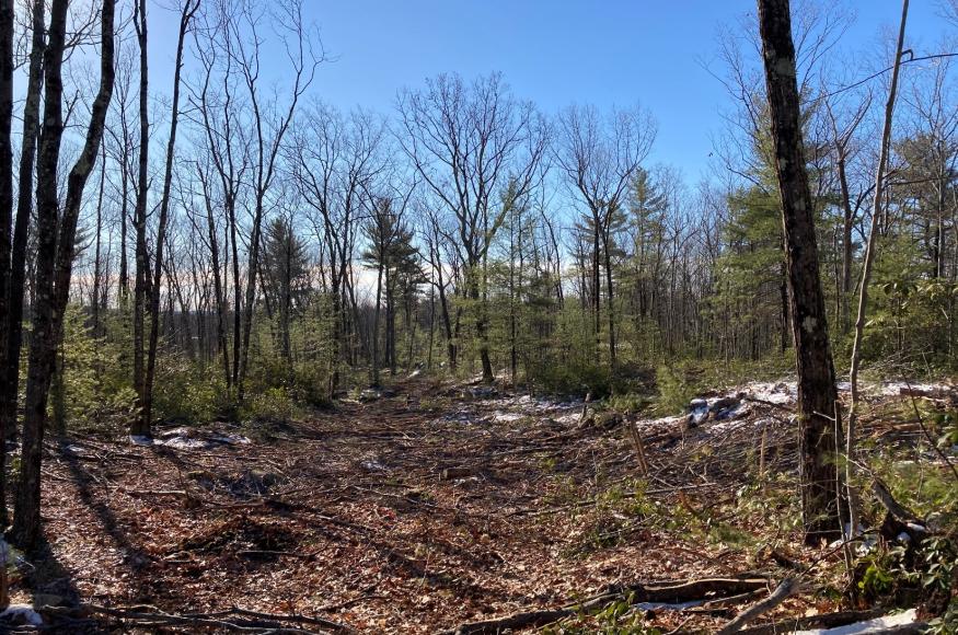 Open forest blue sky with green pine trees and snow on ground in patches
