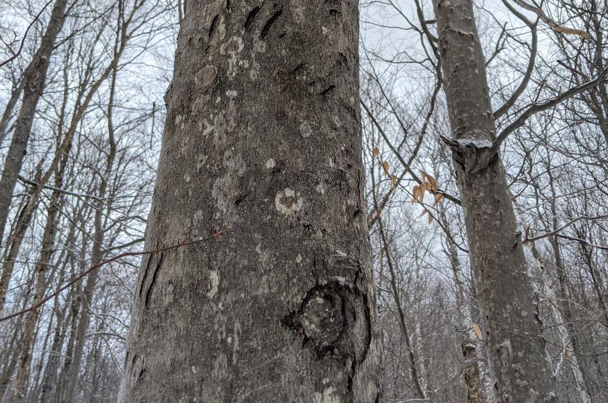 a beech tree with scars from bear claws