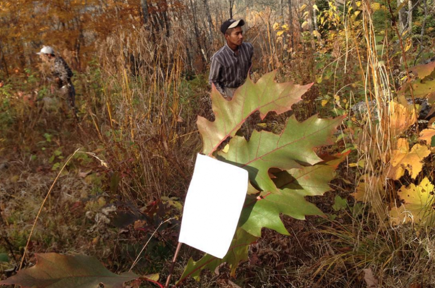 A bud-capped oak seedling at the Sawbill Hardwoods site. Photo credit: Chris Dunham, TNC.
