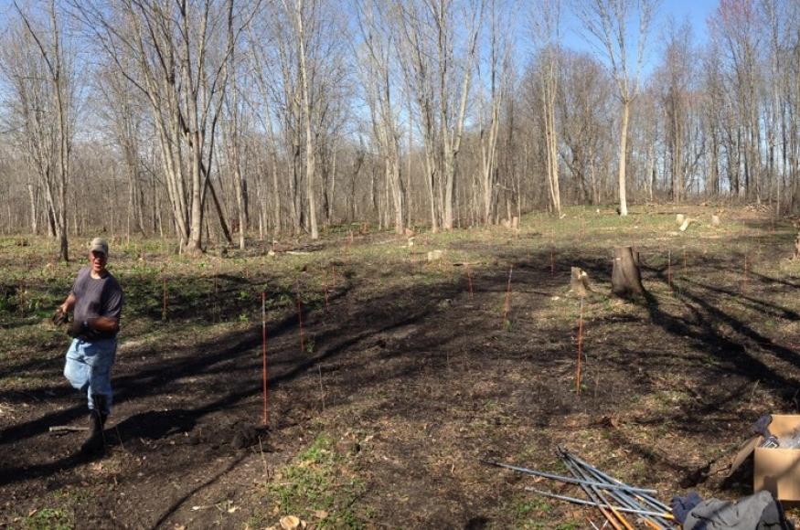 The first cedar circle, established in 2016. 