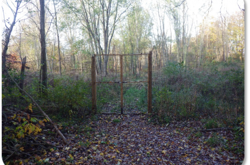 The second cedar circle includes a deer exclosure to protect planted seedlings. 
