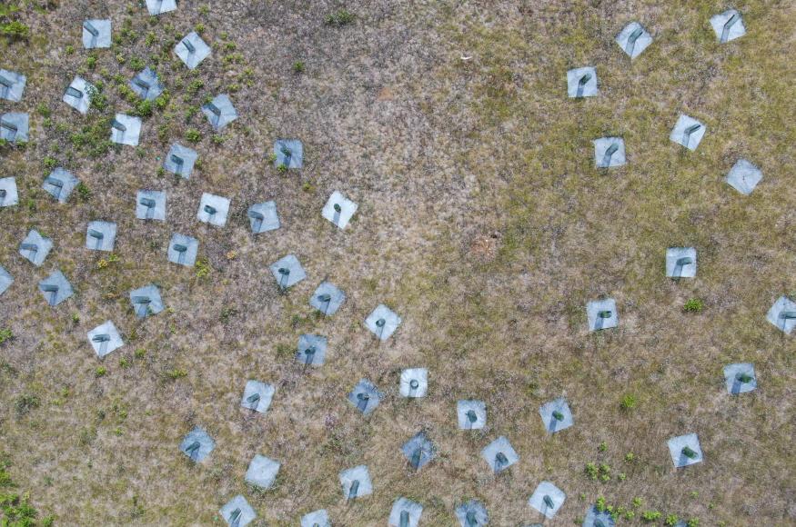 Planted cedar seedlings at the Ziib farm with plastic tree cages and weed mats. Photo credit: Noah Jansen, LTBB