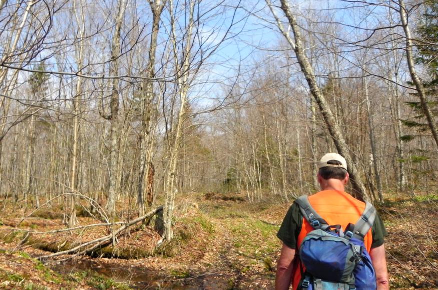 A forester walking in a forest in spring, without leaves.