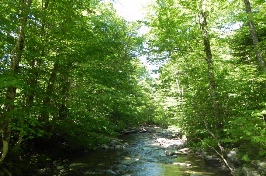 a forest stream with trees on both sides