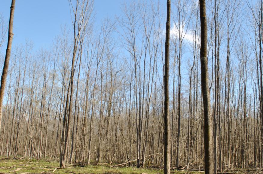 A wet bottomland hardwood stand with an open canopy