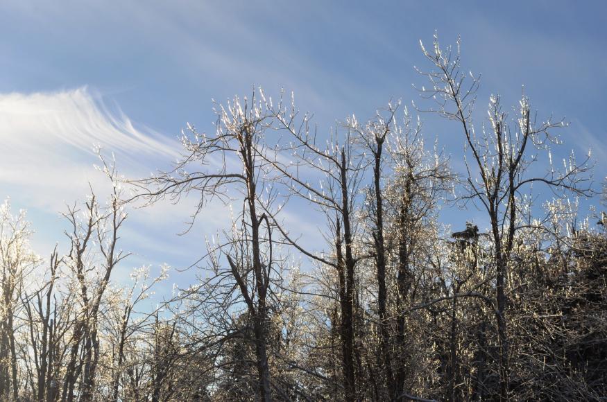 A view of tree tops without leaves and with many broken branches