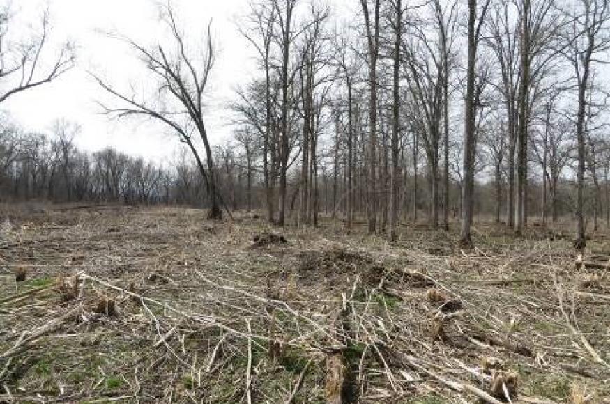 Brush removal at an EMR population site. Photo: Richard Staffen, WI DNR