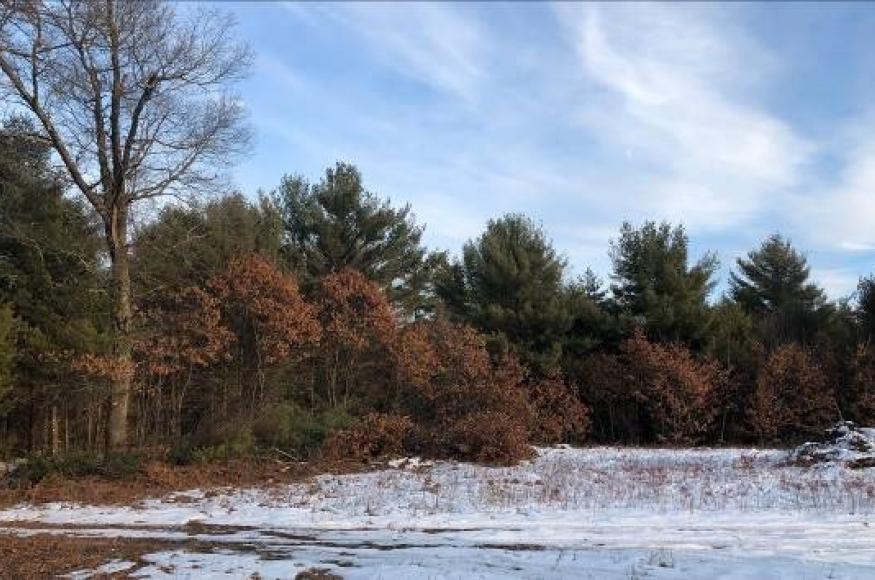 Creating a "feathered edge" between adjacent forest and open areas. Photo: Justin Nooker 