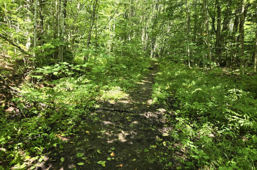 An old forest road in the woods
