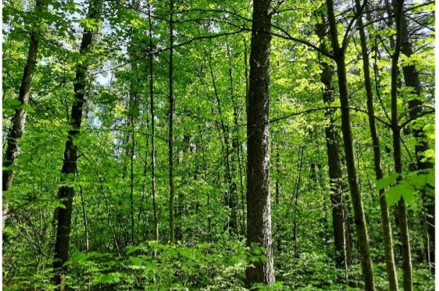 Hardwood forest