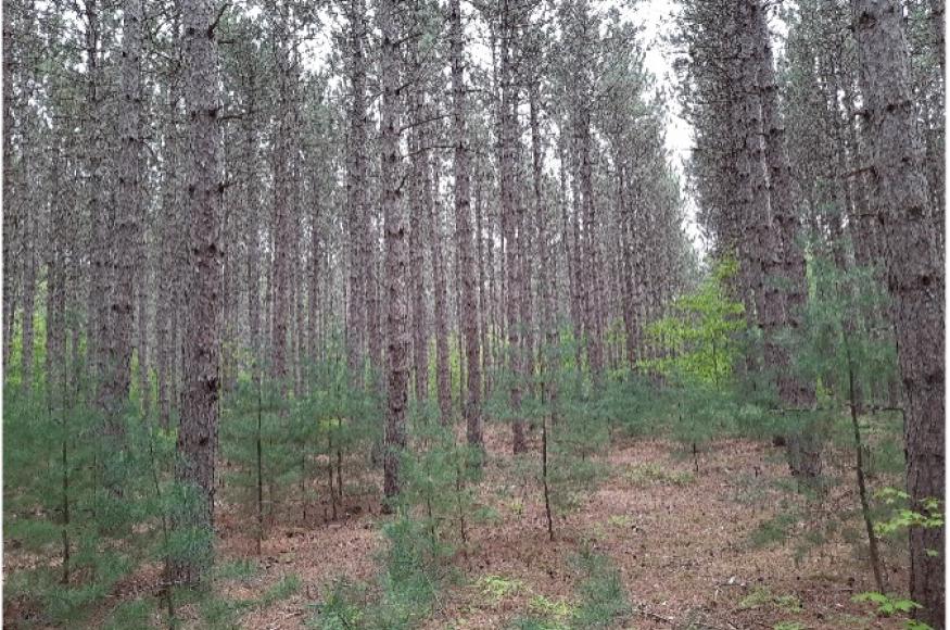 Pine forest