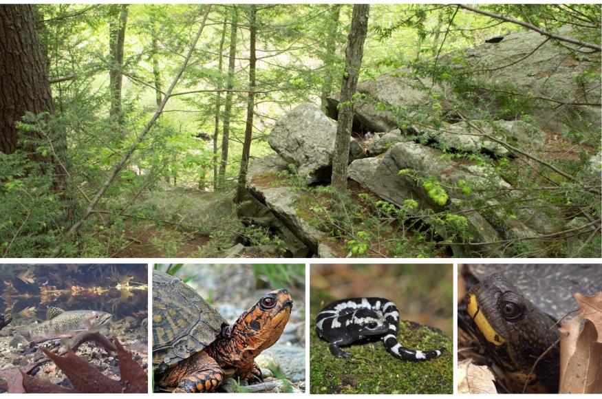 Widlife (amphibians and reptiles) on property.
