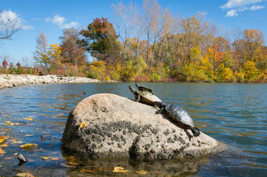 Turtles at Ford Cove (provided by Edsel and Eleanor Ford House)