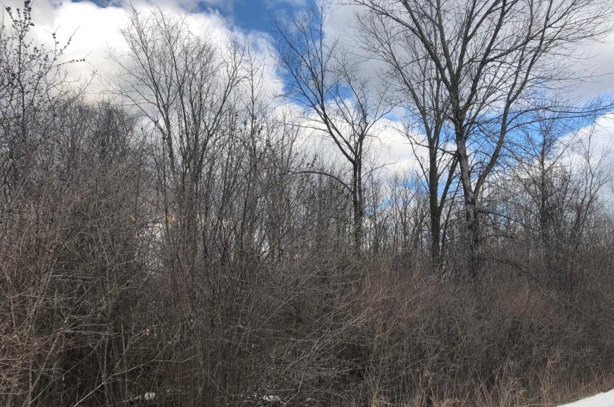 Forest with invasive buckthorn understory