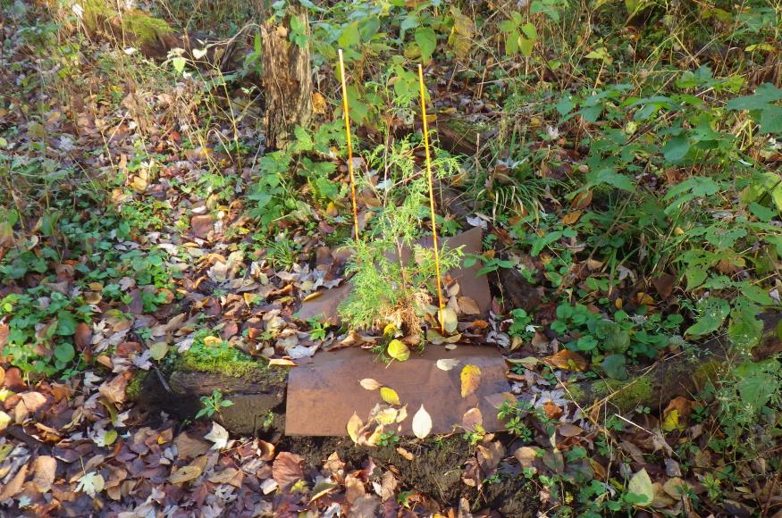 A planted cedar seedling, part of the 2-acre demonstration site. These seedlings are protected with a large deer fence. 