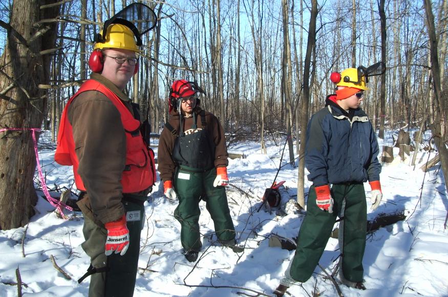 crew of workers cutting ash trees in winter