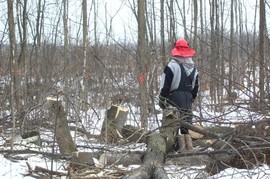 worker cutting ash trees in winter