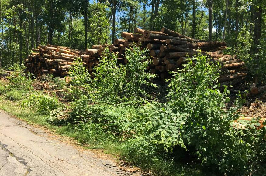 Harvested logs stacked along road