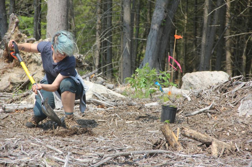 Woman with blue hair preparing to plant a tree