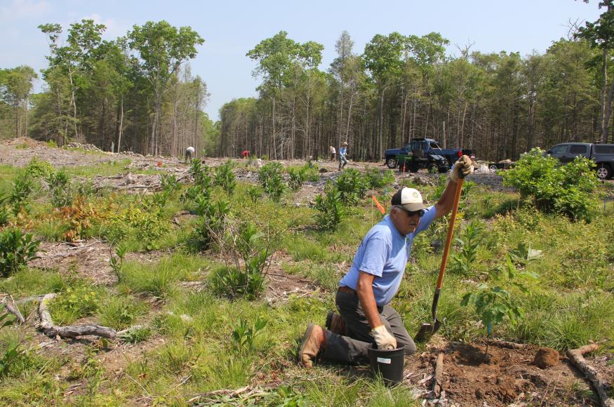Man with shovel in a patch cut planting an oak tree