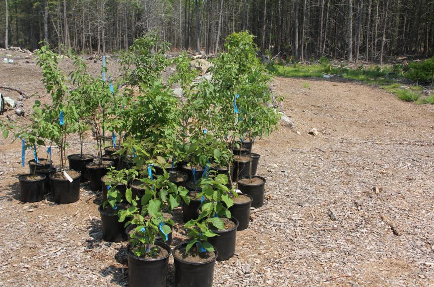 Collection of small potted trees ready to be planted