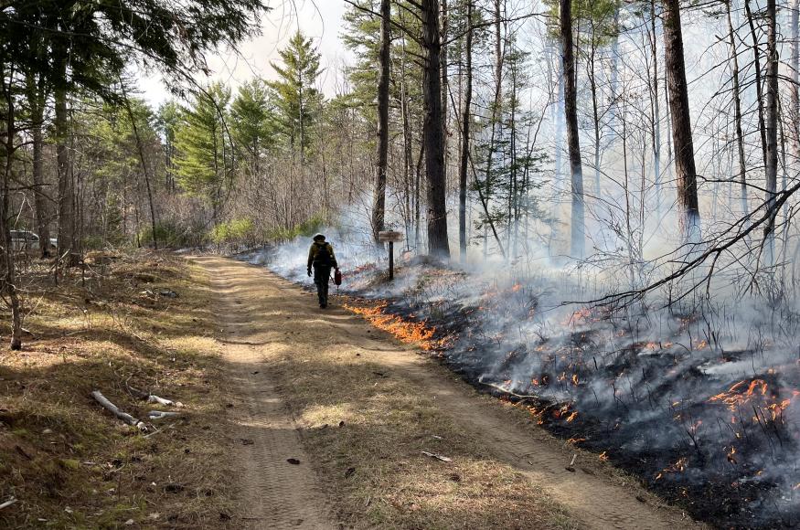 Smoke in the forest along a forest road boundary