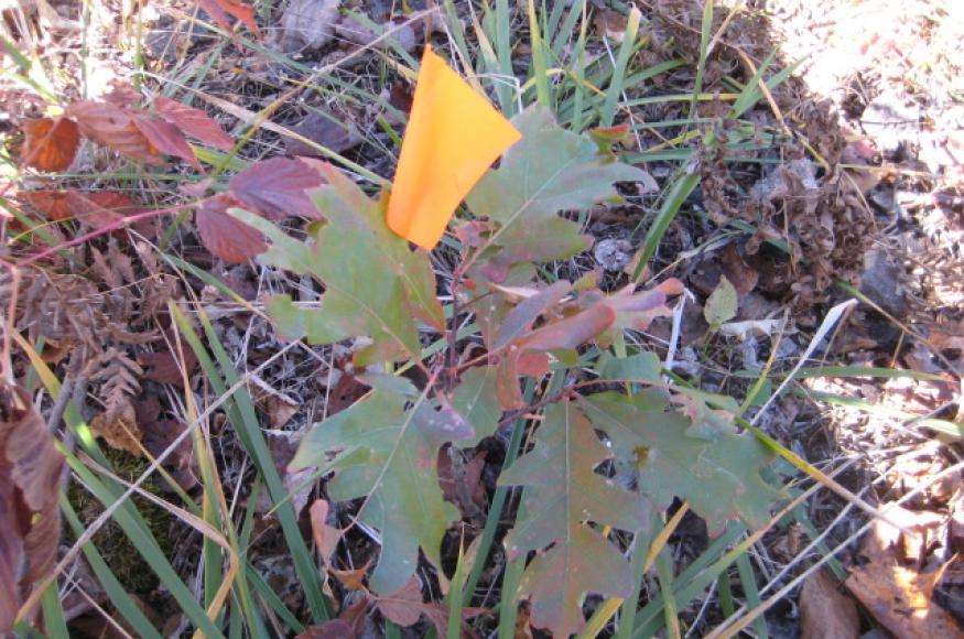 A planted white oak seedling on the Nelson's property. 