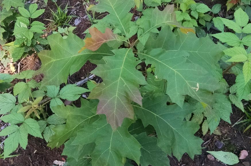 A red oak seedling among aspen regeneration. 