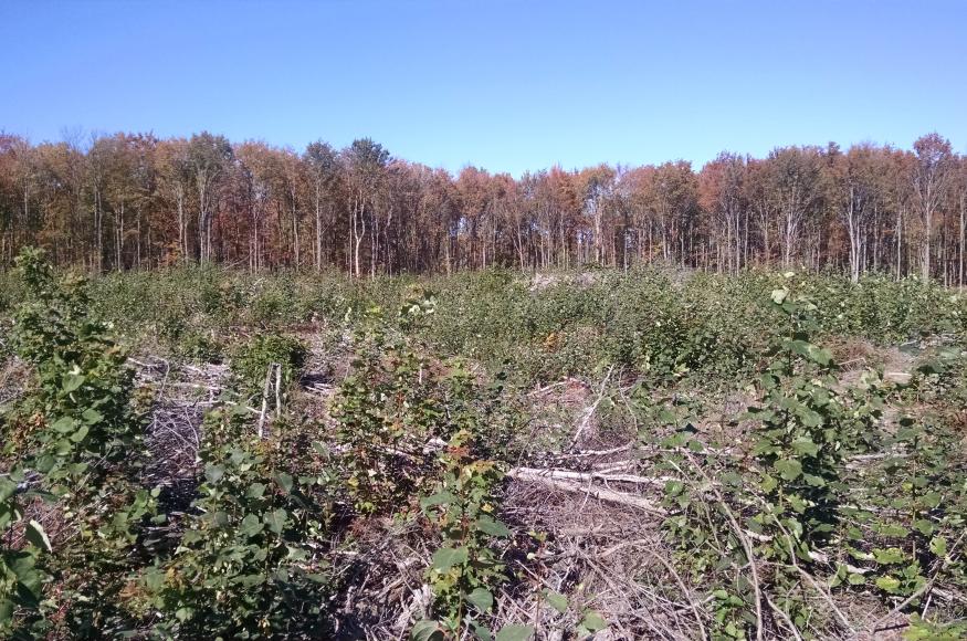 A regenerating aspen stand. 
