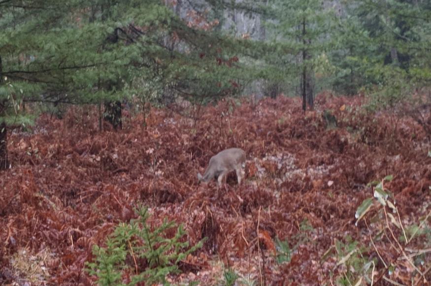 a white tail deer browsing between two conifer trees
