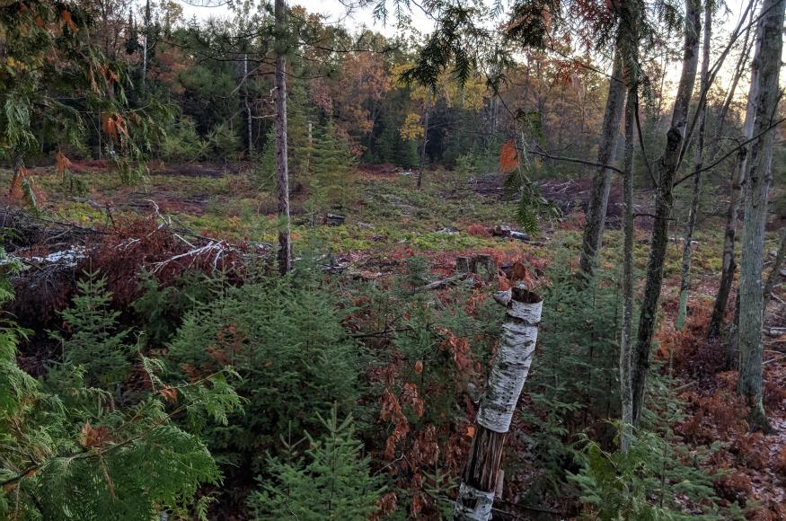 view from underneath cedar trees of gap from timber harvest harvest