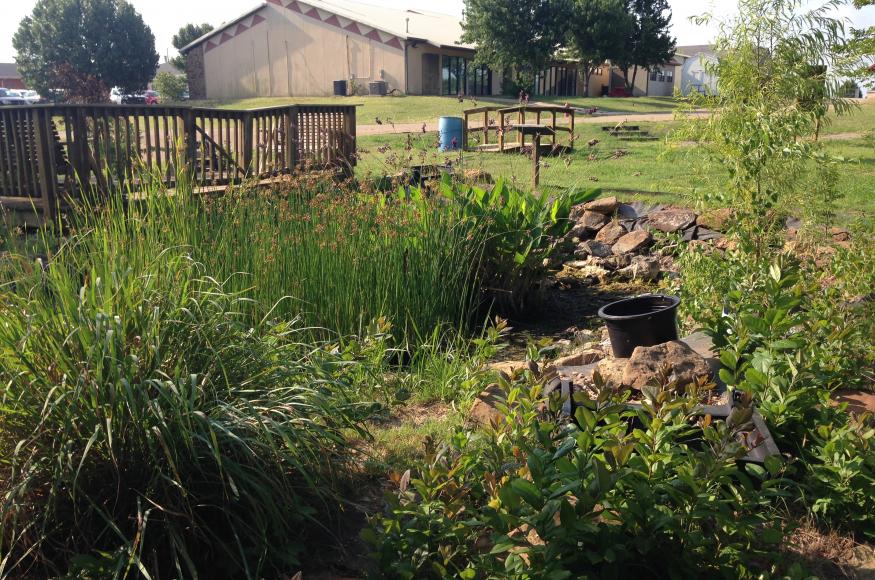 Wetland pond plants