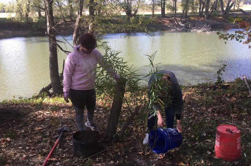 trees being planted