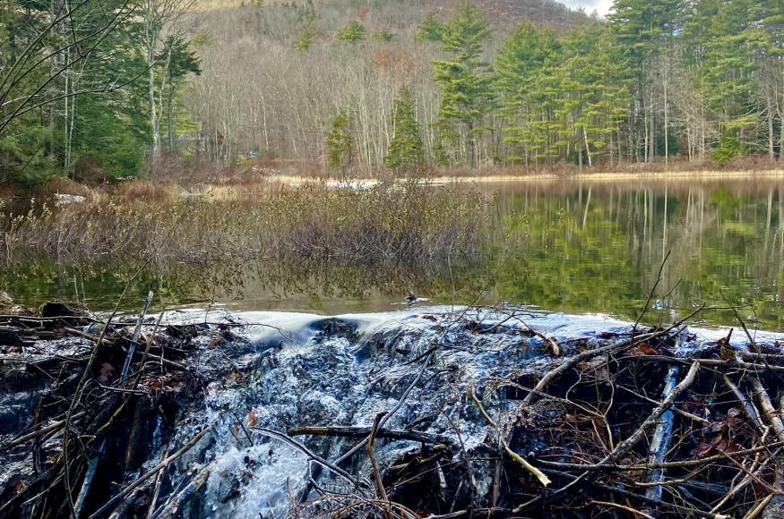 View of Willard Pond