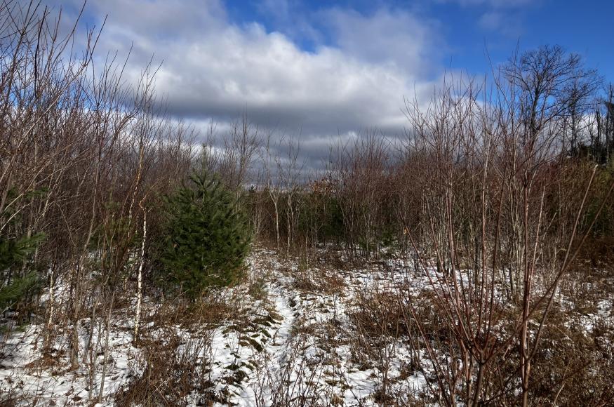 early successional habitat at Willard Pond