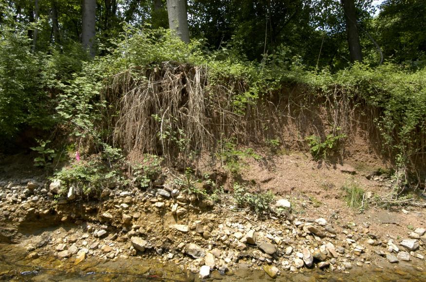 riparian area