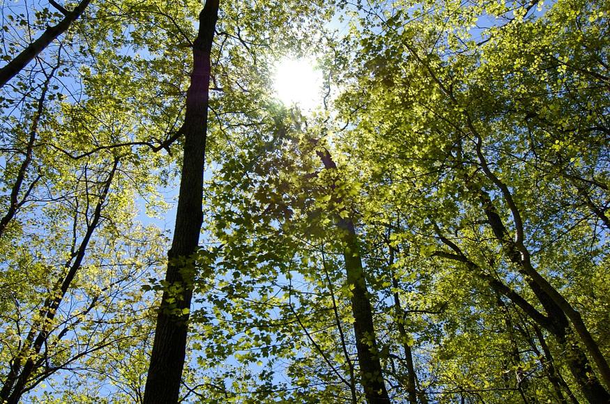 View of tree canopy with light