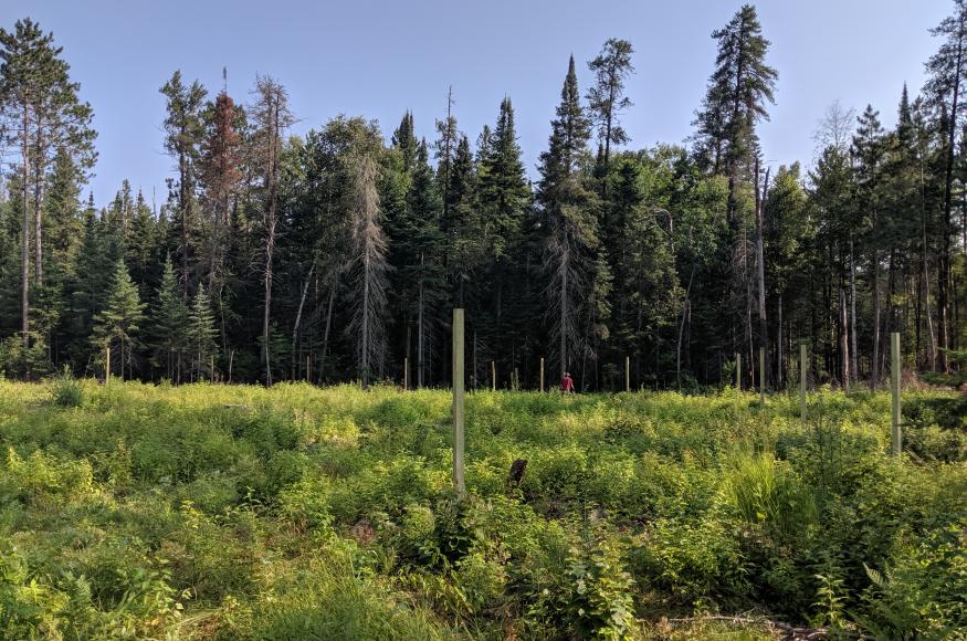 Fence posts installed in a harvested gap in 2019. Note the vigorous shrub layer sprouting in the gap. 