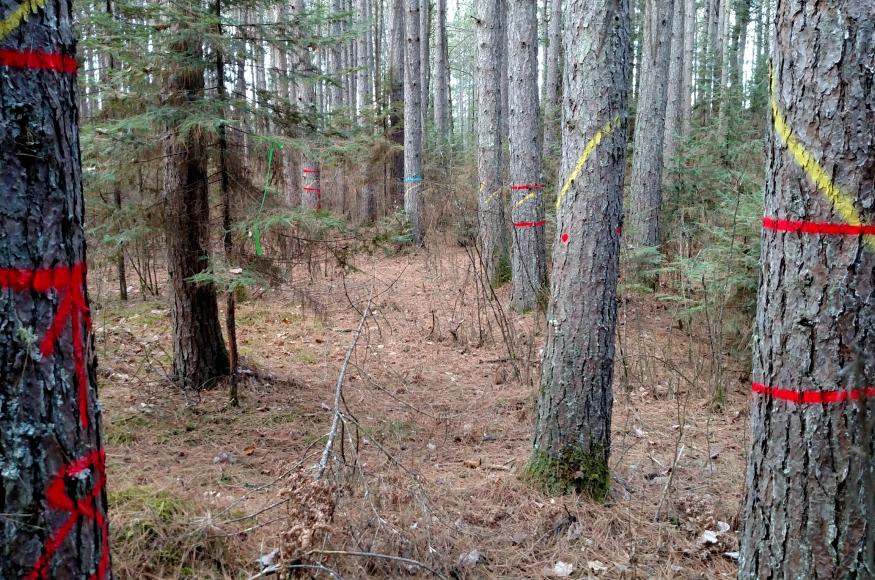 Clearcut gap perimeters were flagged with green flagging and all trees to be harvested from the gaps and matrix (cull trees)  were individually marked with yellow paint. Bell Timber, Inc. purchased the sale and cruised the cull trees for potential utility poles and house logs. They marked the trees that met these specifications in a systematic way (i.e. two red circles) that communicates with how they want the operator to process those trees. Photo by Kyle Gill, CFC.