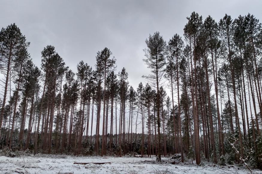 This image demonstrates 1) the variable light and growing space conditions that were created by the treatment, clearcut gap in the foreground and background bisected by a portion of the residual matrix, 2) the small crowns and low live-crown ratios (often < 20%) of the residual trees caused by very high pre-treatment tree density, and 3) the ability of red pine to self-prune lower branches and grow with minimal bole taper when grown in high-density communities. Photo by Kyle Gill, CFC.