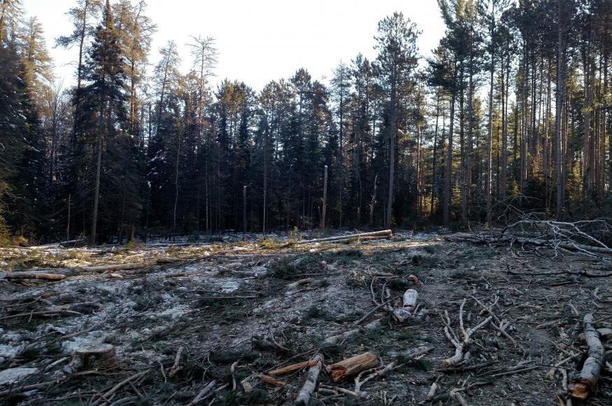 The half-acre gap on the north side of the stand after it had been cut and before any of the matrix had been treated. When possible, gaps were placed next to canopy white pines, a couple of which are visible on the right-hand side of the image, to encourage natural regeneration. No slash treatments were specified in the prescription, though full-tree skidding was required. Photo by Kyle Gill, CFC.