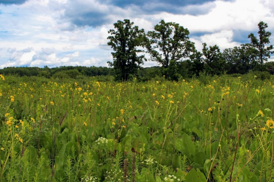 Prairie field, blue skies, clouds trees at the horizon