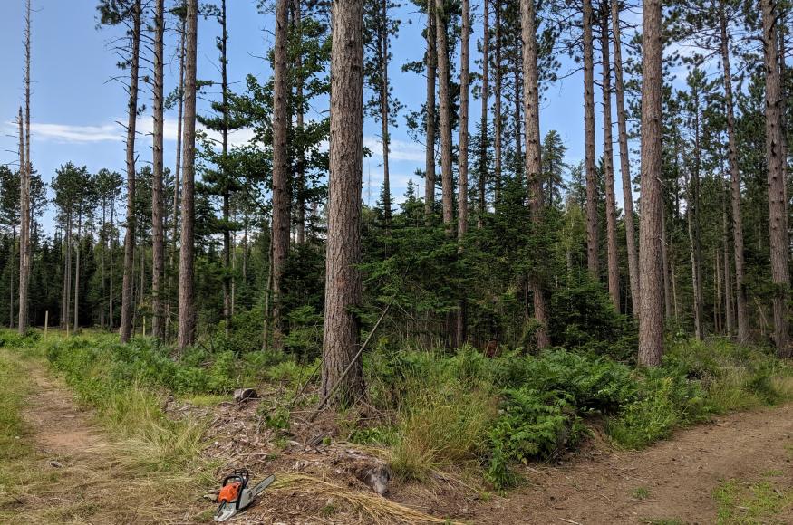 Balsam fir in the understory of the stand prior to treatment. 