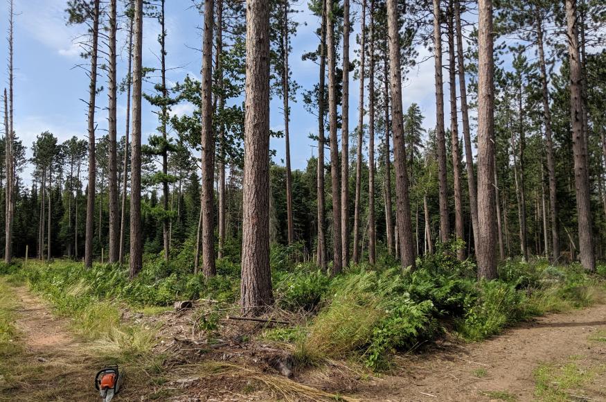 Understory of the stand following balsam fir removal. 