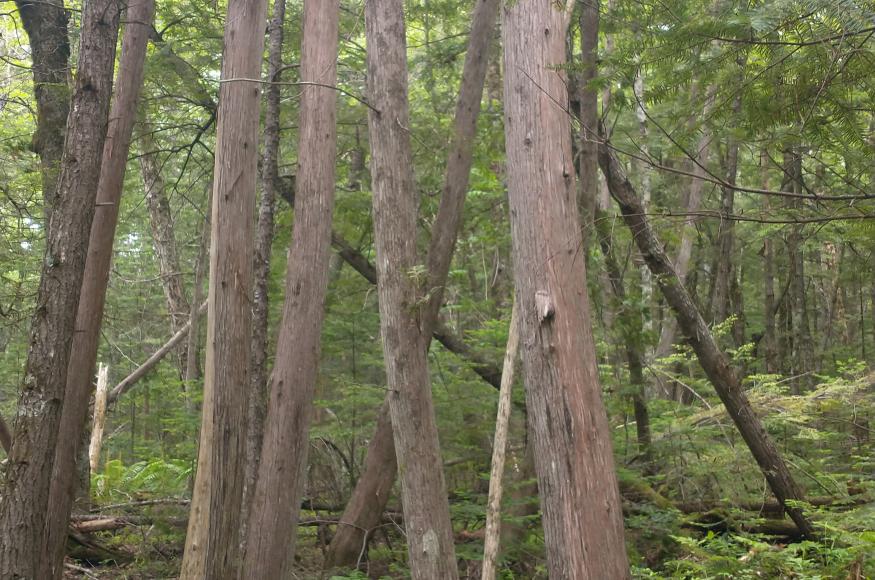 Stand of northern white cedar